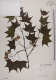 中文名:青楓(S005006)學名:Acer serrulatum Hayata(S005006)英文名:Green maple