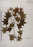 中文名:青楓(S005526)學名:Acer serrulatum Hayata(S005526)英文名:Green maple