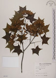 中文名:青楓(S005797)學名:Acer serrulatum Hayata(S005797)英文名:Green maple