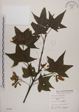 中文名:青楓(S005838)學名:Acer serrulatum Hayata(S005838)英文名:Green maple