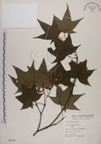 中文名:青楓(S006184)學名:Acer serrulatum Hayata(S006184)英文名:Green maple