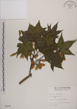 中文名:青楓(S006498)學名:Acer serrulatum Hayata(S006498)英文名:Green maple