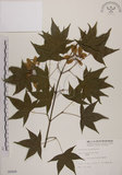 中文名:青楓(S006499)學名:Acer serrulatum Hayata(S006499)英文名:Green maple