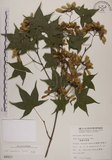 中文名:青楓(S008823)學名:Acer serrulatum Hayata(S008823)英文名:Green maple