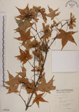 中文名:青楓(S008824)學名:Acer serrulatum Hayata(S008824)英文名:Green maple