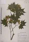 中文名:青楓(S017518)學名:Acer serrulatum Hayata(S017518)英文名:Green maple