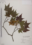中文名:青楓(S018155)學名:Acer serrulatum Hayata(S018155)英文名:Green maple