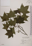中文名:青楓(S028268)學名:Acer serrulatum Hayata(S028268)英文名:Green maple