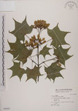 中文名:青楓(S046462)學名:Acer serrulatum Hayata(S046462)英文名:Green maple