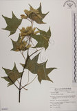 中文名:青楓(S054047)學名:Acer serrulatum Hayata(S054047)英文名:Green maple