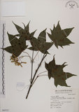 中文名:青楓(S069727)學名:Acer serrulatum Hayata(S069727)英文名:Green maple