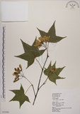 中文名:青楓(S072399)學名:Acer serrulatum Hayata(S072399)英文名:Green maple