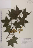 中文名:青楓(S077961)學名:Acer serrulatum Hayata(S077961)英文名:Green maple