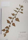 中文名:番杏(S001121)學名:Tetragonia tetragonoides (Pall.) Ktze.(S001121)中文別名:毛菠菜英文名:New Zealand spinach