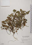 中文名:番杏(S028421)學名:Tetragonia tetragonoides (Pall.) Ktze.(S028421)中文別名:毛菠菜英文名:New Zealand spinach