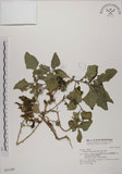 中文名:番杏(S031549)學名:Tetragonia tetragonoides (Pall.) Ktze.(S031549)中文別名:毛菠菜英文名:New Zealand spinach