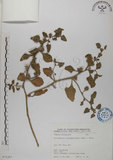 中文名:番杏(S075287)學名:Tetragonia tetragonoides (Pall.) Ktze.(S075287)中文別名:毛菠菜英文名:New Zealand spinach