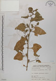 中文名:番杏(S076205)學名:Tetragonia tetragonoides (Pall.) Ktze.(S076205)中文別名:毛菠菜英文名:New Zealand spinach