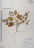 中文名:番杏(S079730)學名:Tetragonia tetragonoides (Pall.) Ktze.(S079730)中文別名:毛菠菜英文名:New Zealand spinach