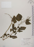 中文名:野莧菜(S004468)學名:Amaranthus viridis L.(S004468)中文別名:山莧菜英文名:Green amaranth