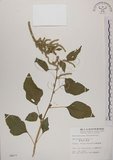 中文名:野莧菜(S004677)學名:Amaranthus viridis L.(S004677)中文別名:山莧菜英文名:Green amaranth