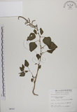 中文名:野莧菜(S004727)學名:Amaranthus viridis L.(S004727)中文別名:山莧菜英文名:Green amaranth