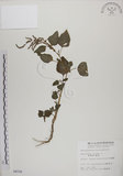 中文名:野莧菜(S004728)學名:Amaranthus viridis L.(S004728)中文別名:山莧菜英文名:Green amaranth