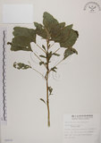中文名:野莧菜(S008658)學名:Amaranthus viridis L.(S008658)中文別名:山莧菜英文名:Green amaranth