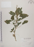 中文名:野莧菜(S008659)學名:Amaranthus viridis L.(S008659)中文別名:山莧菜英文名:Green amaranth