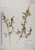 中文名:野莧菜(S014518)學名:Amaranthus viridis L.(S014518)中文別名:山莧菜英文名:Green amaranth