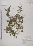 中文名:野莧菜(S017362)學名:Amaranthus viridis L.(S017362)中文別名:山莧菜英文名:Green amaranth