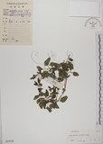 中文名:野莧菜(S029378)學名:Amaranthus viridis L.(S029378)中文別名:山莧菜英文名:Green amaranth