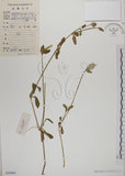 中文名:野莧菜(S030460)學名:Amaranthus viridis L.(S030460)中文別名:山莧菜英文名:Green amaranth