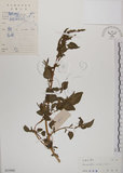 中文名:野莧菜(S033908)學名:Amaranthus viridis L.(S033908)中文別名:山莧菜英文名:Green amaranth