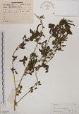 中文名:野莧菜(S038314)學名:Amaranthus viridis L.(S038314)中文別名:山莧菜英文名:Green amaranth