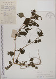 中文名:野莧菜(S039616)學名:Amaranthus viridis L.(S039616)中文別名:山莧菜英文名:Green amaranth