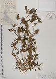 中文名:野莧菜(S043832)學名:Amaranthus viridis L.(S043832)中文別名:山莧菜英文名:Green amaranth