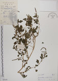 中文名:野莧菜(S045256)學名:Amaranthus viridis L.(S045256)中文別名:山莧菜英文名:Green amaranth