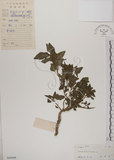 中文名:野莧菜(S045848)學名:Amaranthus viridis L.(S045848)中文別名:山莧菜英文名:Green amaranth