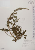 中文名:野莧菜(S046686)學名:Amaranthus viridis L.(S046686)中文別名:山莧菜英文名:Green amaranth