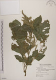 中文名:野莧菜(S055018)學名:Amaranthus viridis L.(S055018)中文別名:山莧菜英文名:Green amaranth