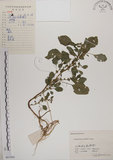 中文名:野莧菜(S061943)學名:Amaranthus viridis L.(S061943)中文別名:山莧菜英文名:Green amaranth