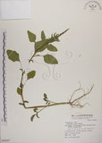 中文名:野莧菜(S069207)學名:Amaranthus viridis L.(S069207)中文別名:山莧菜英文名:Green amaranth