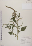 中文名:野莧菜(S069396)學名:Amaranthus viridis L.(S069396)中文別名:山莧菜英文名:Green amaranth