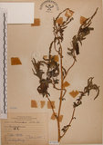 中文名:野莧菜(S073619)學名:Amaranthus viridis L.(S073619)中文別名:山莧菜英文名:Green amaranth