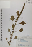 中文名:野莧菜(S073623)學名:Amaranthus viridis L.(S073623)中文別名:山莧菜英文名:Green amaranth