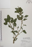 中文名:野莧菜(S079715)學名:Amaranthus viridis L.(S079715)中文別名:山莧菜英文名:Green amaranth