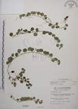中文名:普刺特草(S000438)學名:Lobelia nummularia Lam.(S000438)中文別名:地石榴