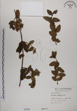 中文名:無梗忍冬(S000056)學名:Lonicera apodanta Ohwi(S000056)中文別名:短梗忍冬英文名:Alishan honeysuckle