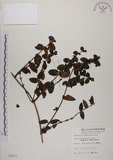 中文名:無梗忍冬(S005677)學名:Lonicera apodanta Ohwi(S005677)中文別名:短梗忍冬英文名:Alishan honeysuckle